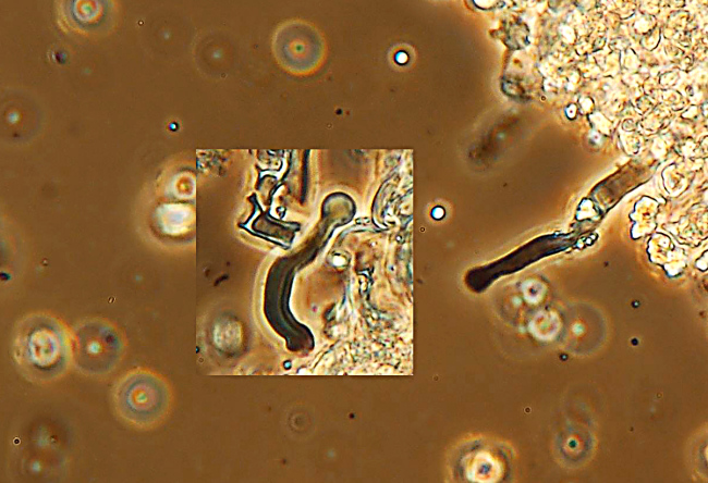 ritrovamento 1 (Hyphodontia sambuci)